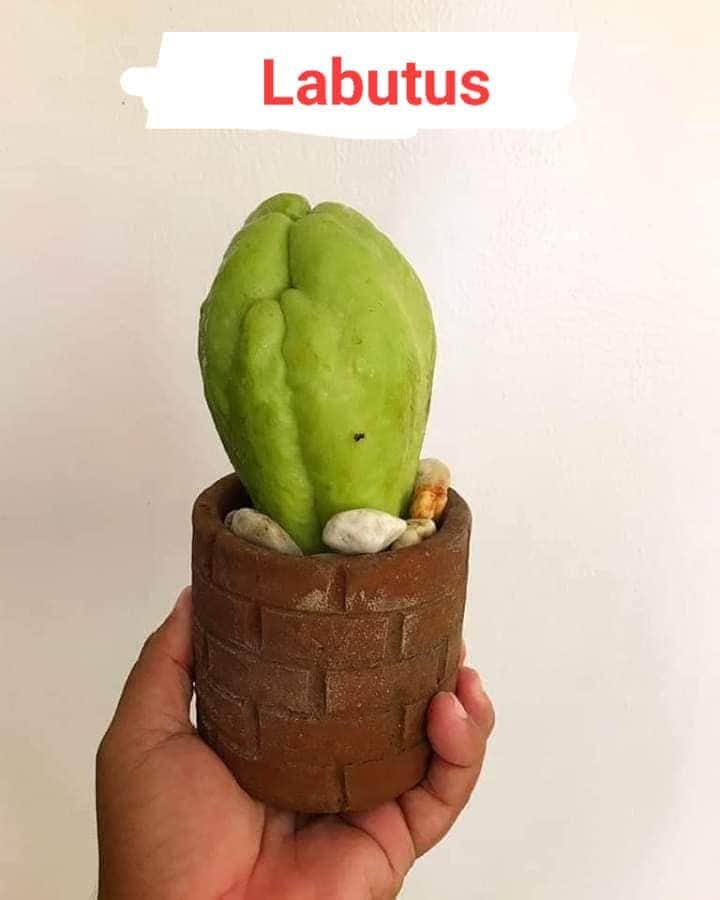 peanut_crackers's tweet photo. Setelah musim sepeda berlalu....LAGI MUSIM TANAMAN   yang ada Tus Tusnyaa...kuy order hahaha

#kaktus
#tanaman https://t.co/CtCTWZ6M39