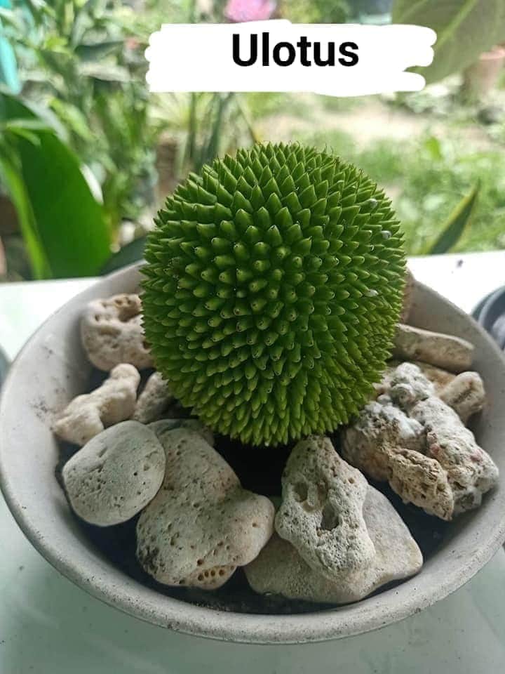 peanut_crackers's tweet photo. Setelah musim sepeda berlalu....LAGI MUSIM TANAMAN   yang ada Tus Tusnyaa...kuy order hahaha

#kaktus
#tanaman https://t.co/CtCTWZ6M39