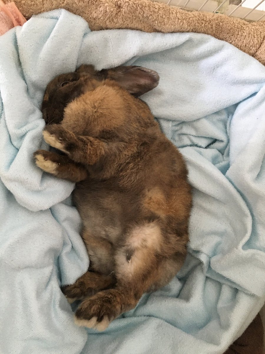 うさぎが斜頸になったら 斜頸になるとどうしても同じ側に倒れていますので首から肩がカチカチになっています ご飯を与える時にしっかりとマッサージしています 斜頸 うさぎ うさぎ病気 マッサージ 肩こり