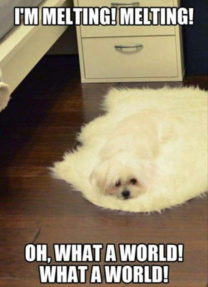 TBPipeline's tweet photo. Hope you guys have a/c, today's a scorcher!! 😅 🥵 ☀️  #hot #melting #memes #dog #cute https://t.co/yRWBkRvXhD
