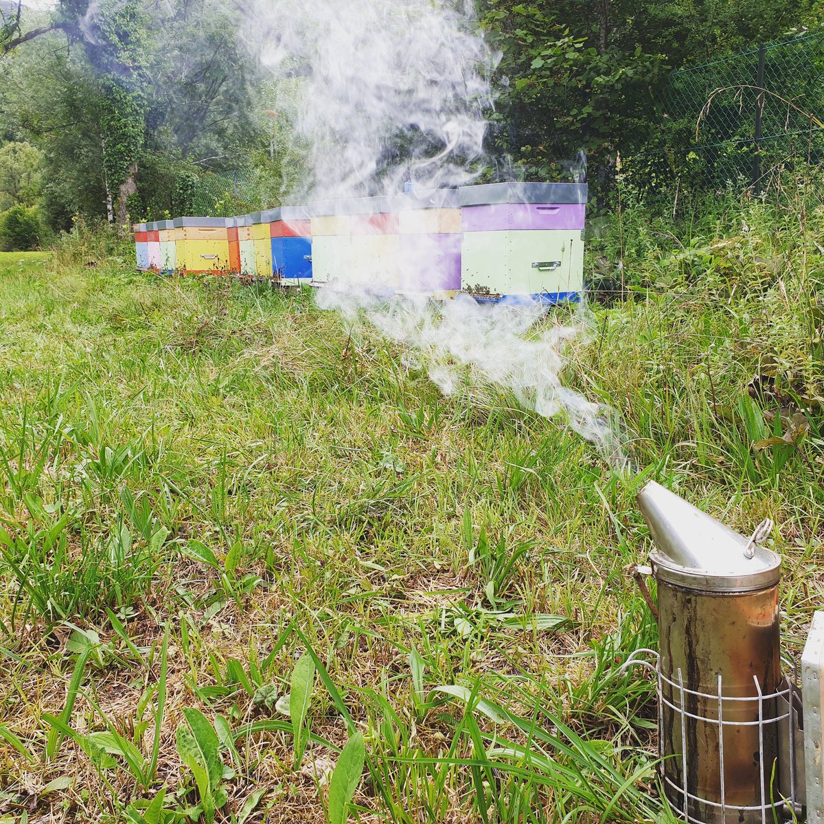 ruchersarlier's tweet photo. Retour de transhumance... 🔙🐝😴#apiculture #agriculturebiologique #franchecomte #myhautdoubs #bio #bees #jura #honey #miel #apiculturebio #lesruchersdelarlier #doubs https://t.co/LlEOXdSmYx