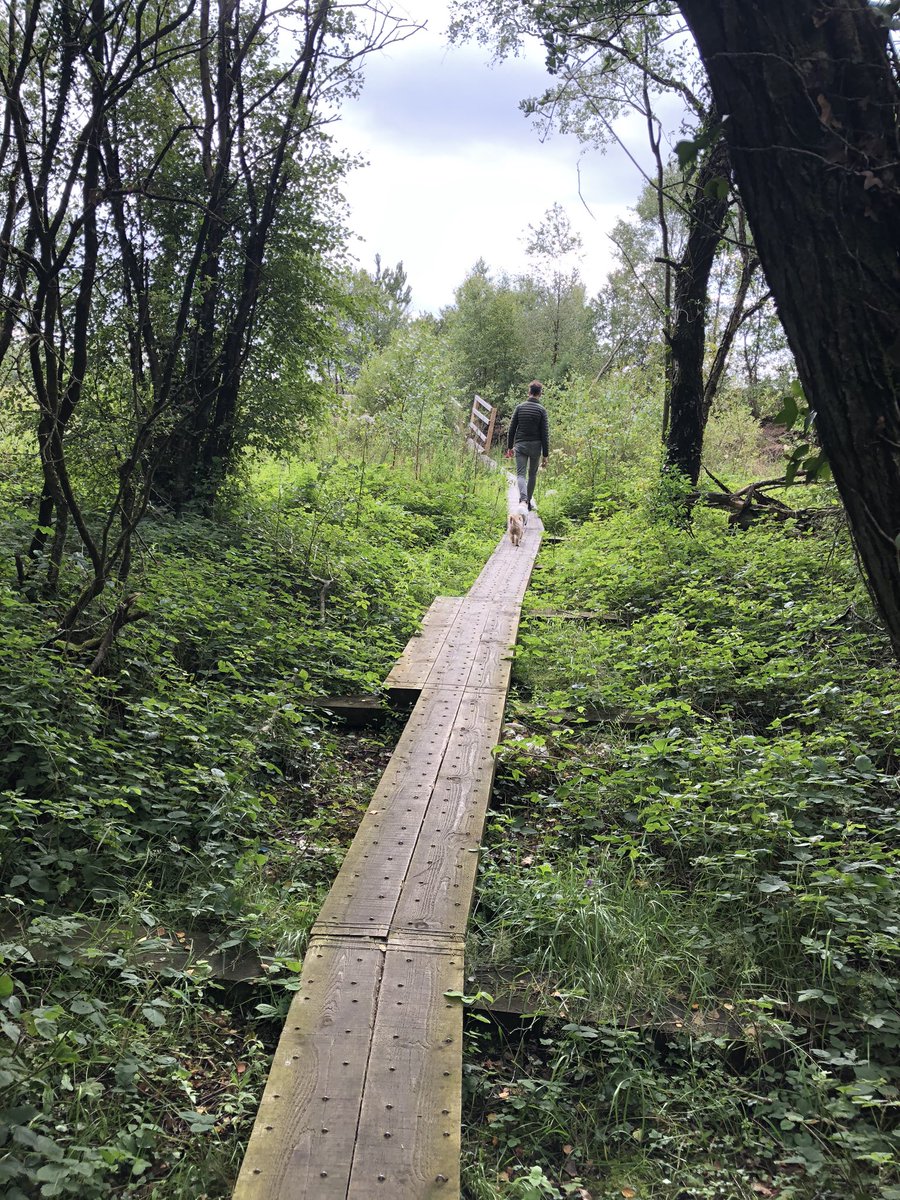 Emmett_Scanlon's tweet photo. Splendid, our bogs are places of great beauty and magic. Here is boardwalk in Scohaboy Bog. It’s a raised bog. .@coilltenews #ireland #bog #boglandscape https://t.co/ak9ZH1usAJ
