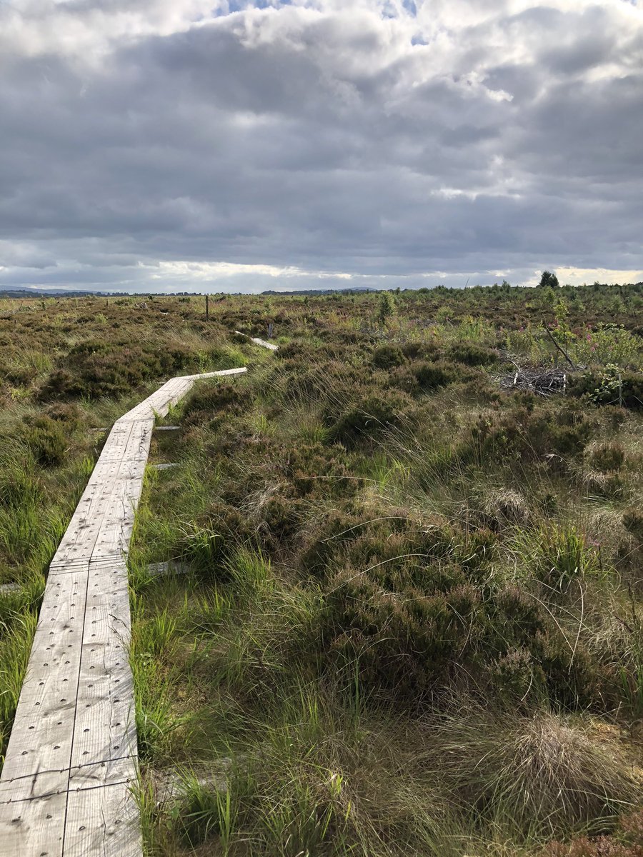Emmett_Scanlon's tweet photo. Splendid, our bogs are places of great beauty and magic. Here is boardwalk in Scohaboy Bog. It’s a raised bog. .@coilltenews #ireland #bog #boglandscape https://t.co/ak9ZH1usAJ