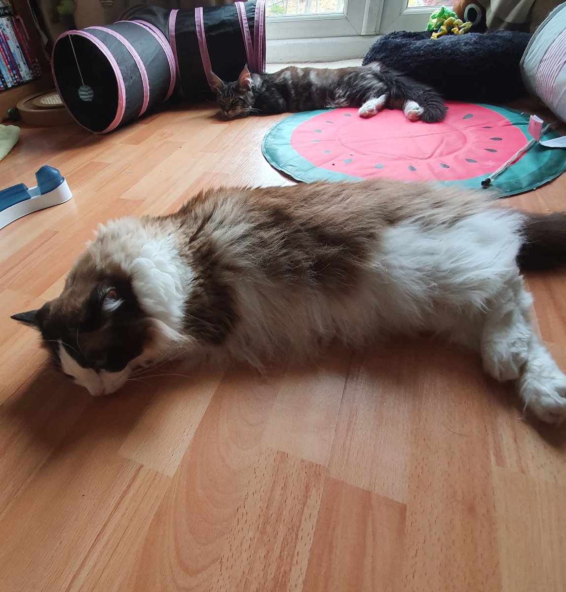 HudsonHicksCat's tweet photo. Hooman the kitten is copying me
#CatsOfTwitter #catsofthequarantine #isolationcats https://t.co/hqd7ctHfJ1