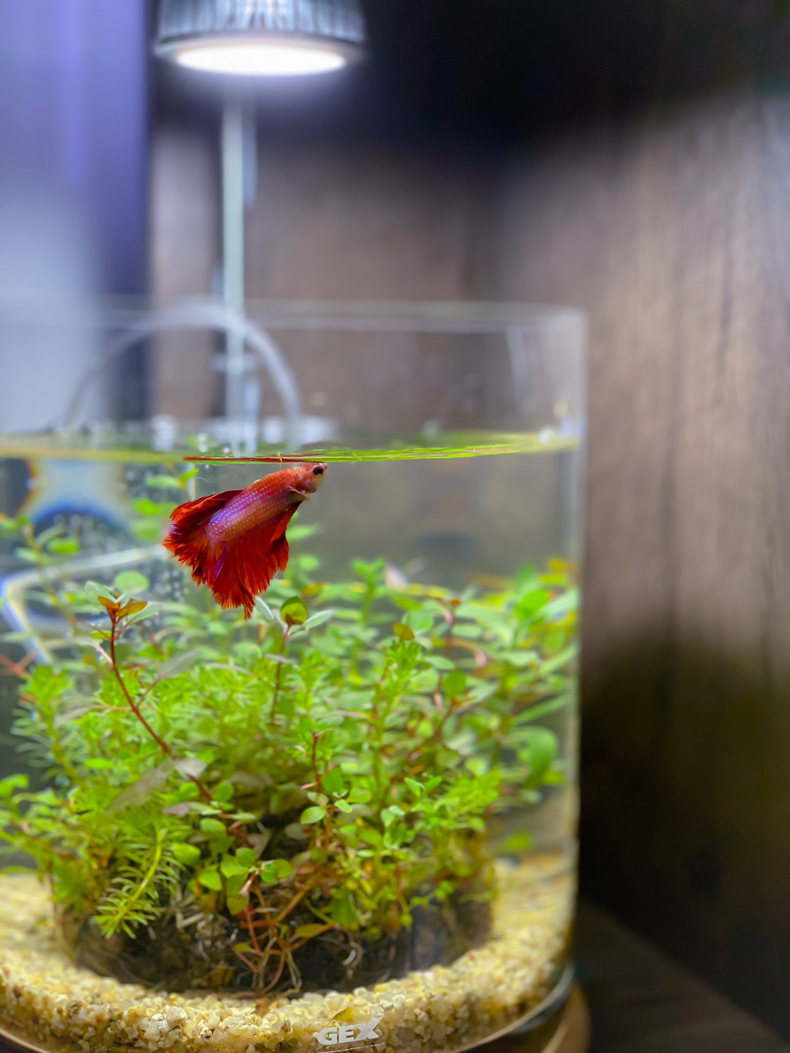 Minmin たまにはボトルアクアなんぞ ボトルアクア ボトルアクアリウム Betta ベタ フェザーテール スマホ撮り T Co Viq13hq40d Twitter