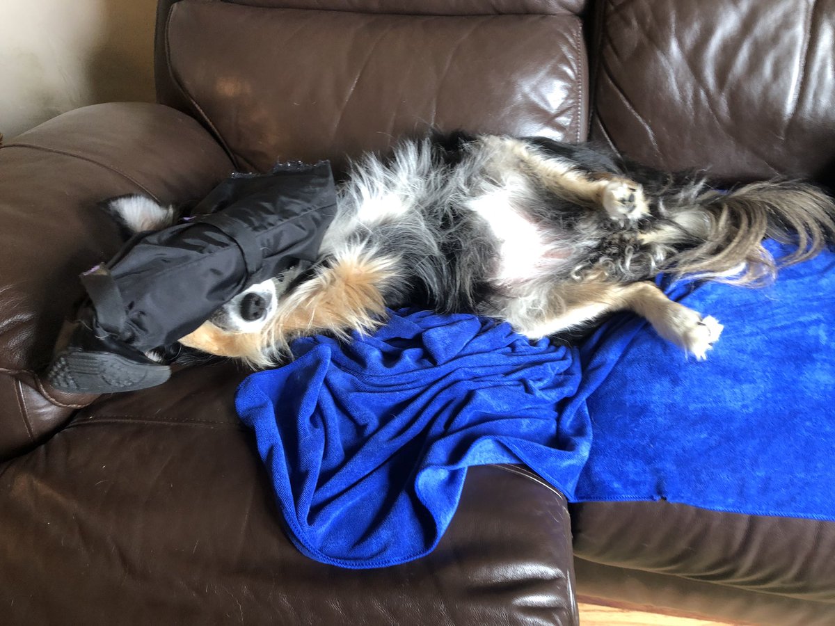 d7_lisa's tweet photo. izzy is fast asleep and snoring on the sofa , Iโm sitting beside her on full alert in case she hears a sound /wakes / jumps off ๐ฌ #craterest #izzyofinstagram https://t.co/RX0w0X29Ig