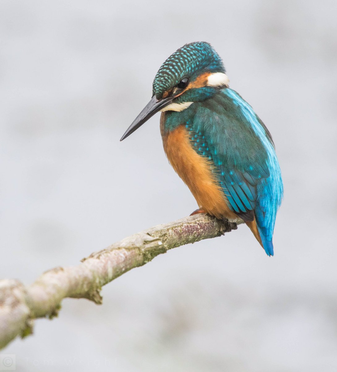 Fantastic views of this Male Kingfisher from the Peter Scott Hide @WWTLlanelli. Even better views than last time! Light was better too.