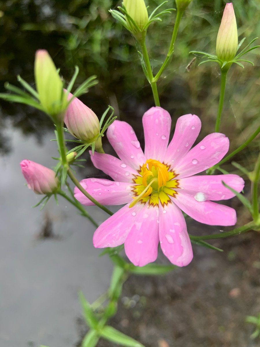 4wildplaces's tweet photo. Rare Plymouth gentian in full bloom at #MuddyPond #Wilderness Preserve! ๐
#MuddyMonday #Massachusetts #endangeredspecies #rareplants #wildflowers #flowers #naturephotography #nature #rewilding #naturenow #weloveplants #plantnerd #keepitwild #ecology #biology #wildflower #flower https://t.co/xo05b2xT6x