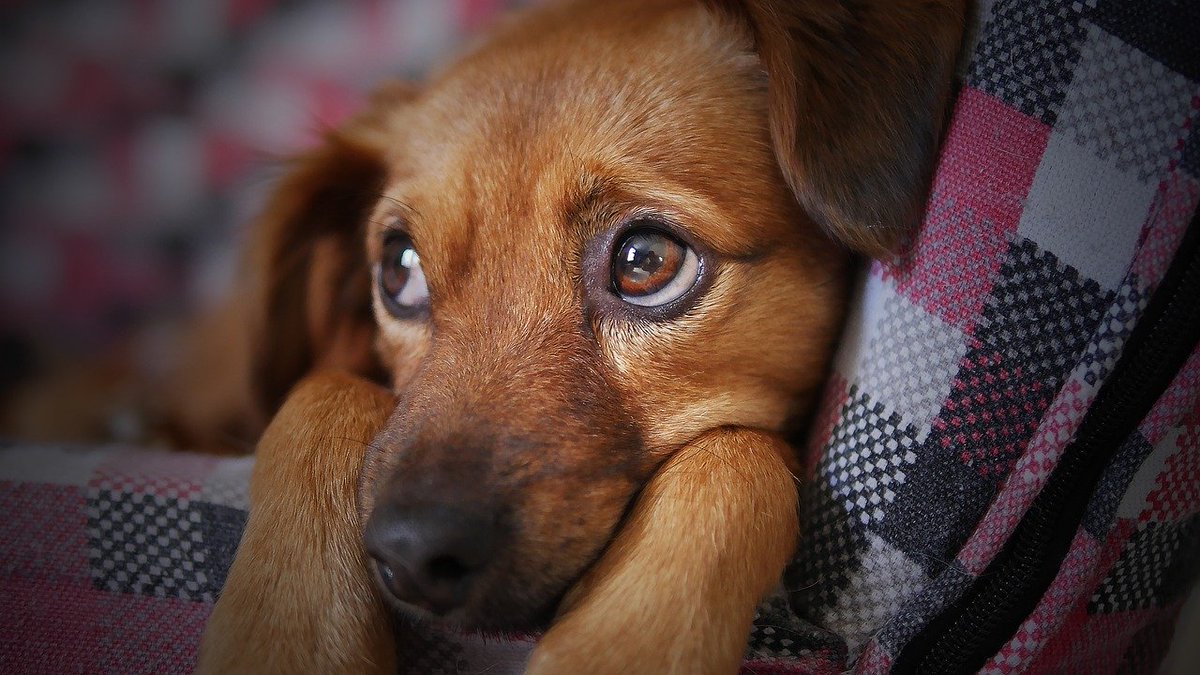 ComfortInnStJay's tweet photo. Did you know that we are pet friendly? Don't leave Fido at home!
Pets are allowed with a $30.00 per night, per pet fee. Maximum of two pets per room. Learn more on our website. #petfriendly 
.
https://t.co/k05oGPWknj https://t.co/kChOiqpUBe
