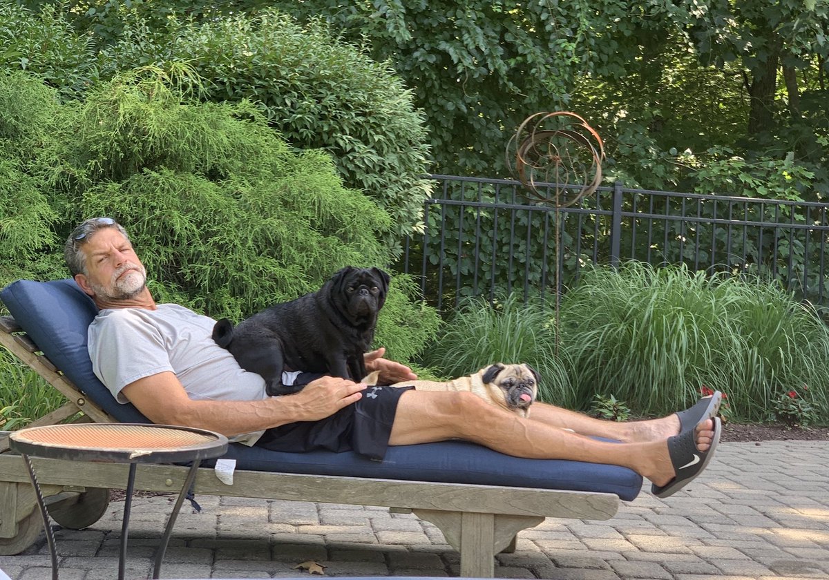 ndmom's tweet photo. Emotional support pugs. https://t.co/boz3tcM4A3
