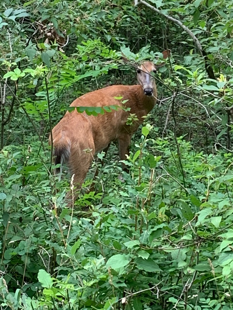 ChristineWomack's tweet photo. Bike ride #2.  We had the trails to ourselves, except for these pretty girls.  But it’s going to take more than a heat warning to keep this @GlenwoodGriffin kid inside!  

#showusyourGlenwood @MsAwender https://t.co/S1uRf91YCp