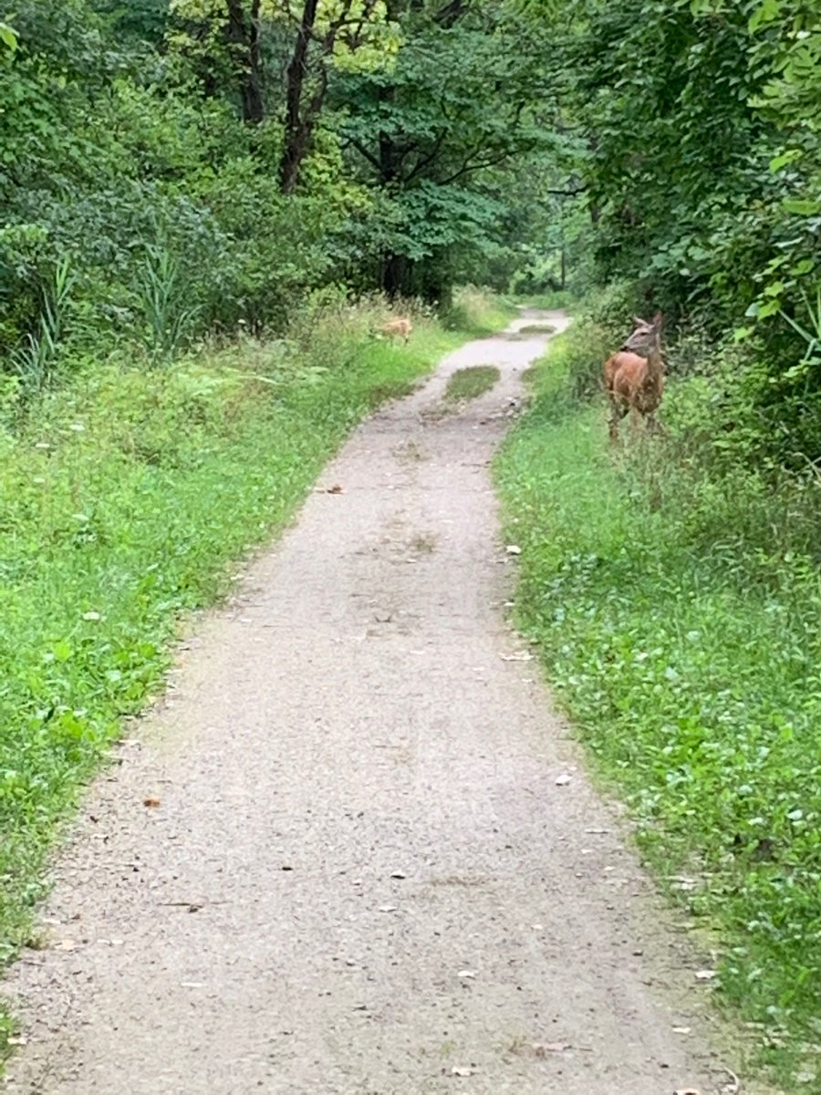 ChristineWomack's tweet photo. Bike ride #2.  We had the trails to ourselves, except for these pretty girls.  But it’s going to take more than a heat warning to keep this @GlenwoodGriffin kid inside!  

#showusyourGlenwood @MsAwender https://t.co/S1uRf91YCp