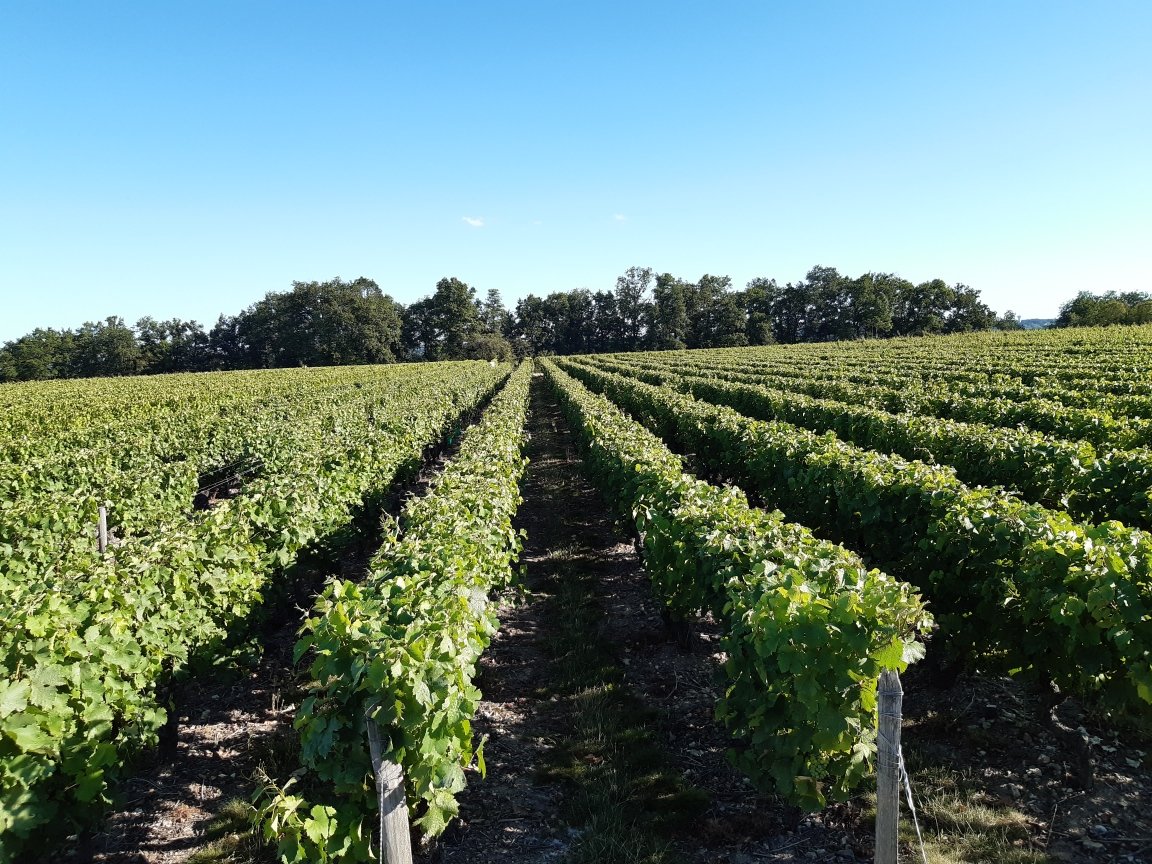 vouvraycoulon's tweet photo. Les vieilles #vignes se portent bien ! 🤞
#fandechenin #vigne #vine #cepdevigne #terroir #vignoble #domaineduclosdesaumones #vigneron #vouvraywine #vouvray #tours #touraineloirevalley #valdeloire #vinsvaldeloire #vin #wine #loirelovers #loirevalleytourism #tourisme #nature https://t.co/BPeC2vrklc