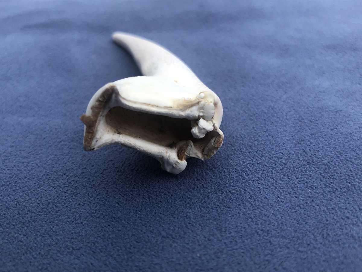 Elm Vandevorst tweet media