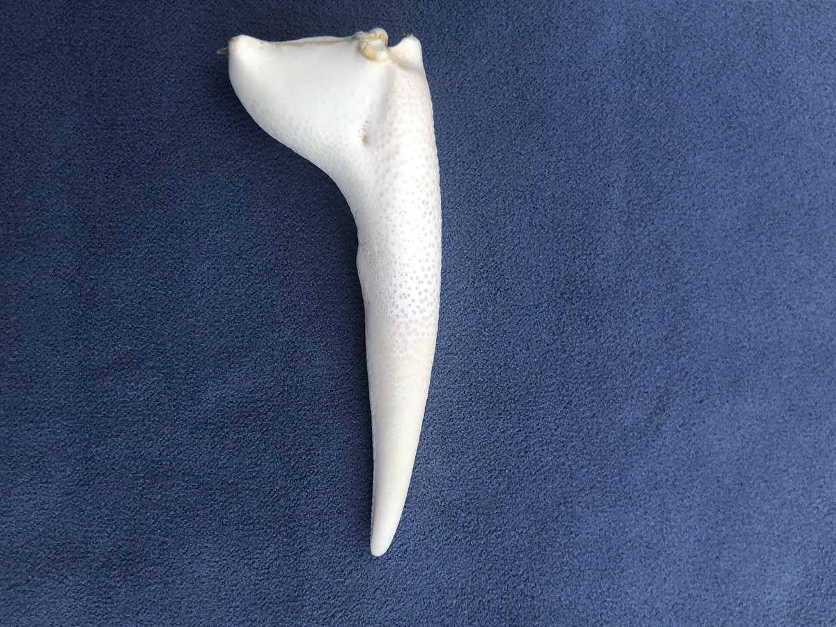 Iemand een idee wat dit juist is? Vandaag gevonden aan kust in Bretagne. Een krabbenpoot? <a href="/agentschapMDK/">Agentschap voor Maritieme Dienstverlening en Kust</a> @maritiemewereld @SEALIFENL