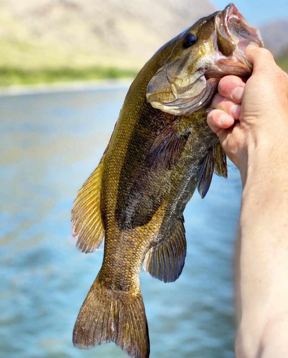 HammerRiver's tweet photo. Don't forget to register for our Haul in Bass Fishing Tournament today! Call 208-839-9993! 
#hammerdown #hdriverexcursions #haulinbass #fishingtournament #bassfishing @IdahoLivin https://t.co/yI5zgIfiSp