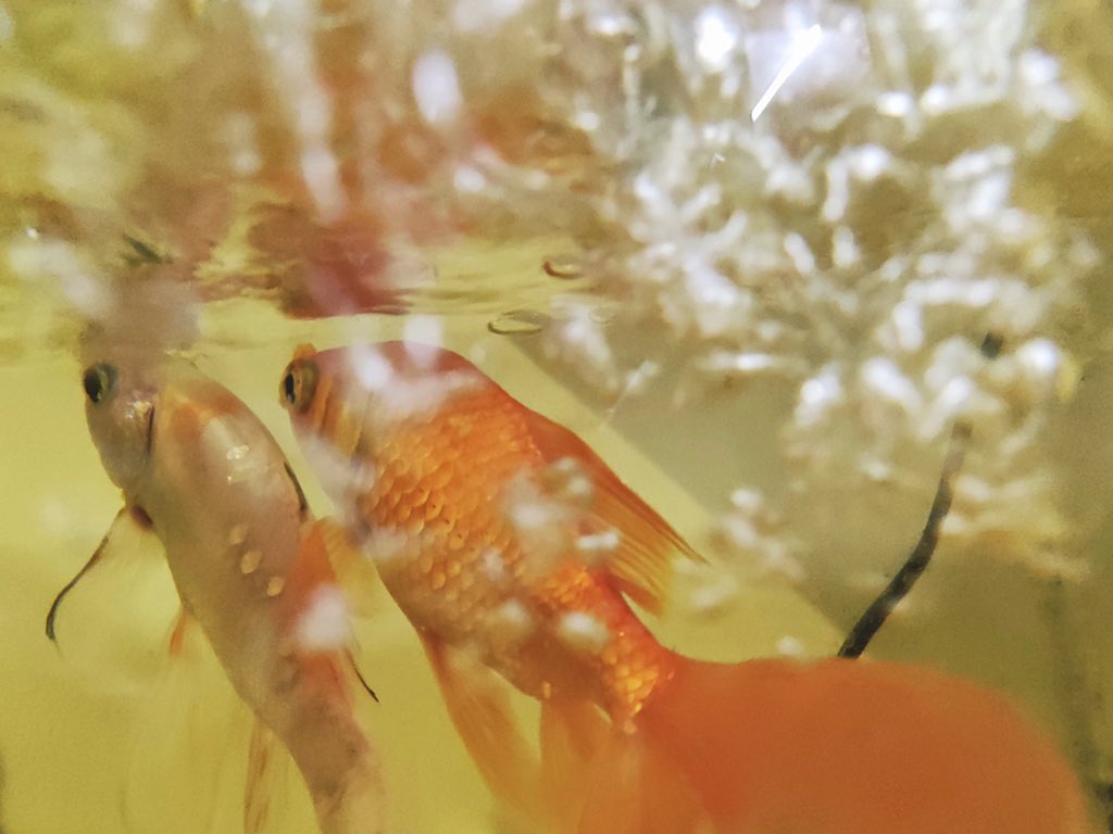 lin_sunlight's tweet photo. My phone perspective, it is said that fish only has a memory of seven seconds, forgetting and starting again or remembering life only once. Everything is a choice, including the happiness and sadness of life… #Beihai #China #travel #emotion #life  #photography #streetphotography https://t.co/UQcD88o8Qa