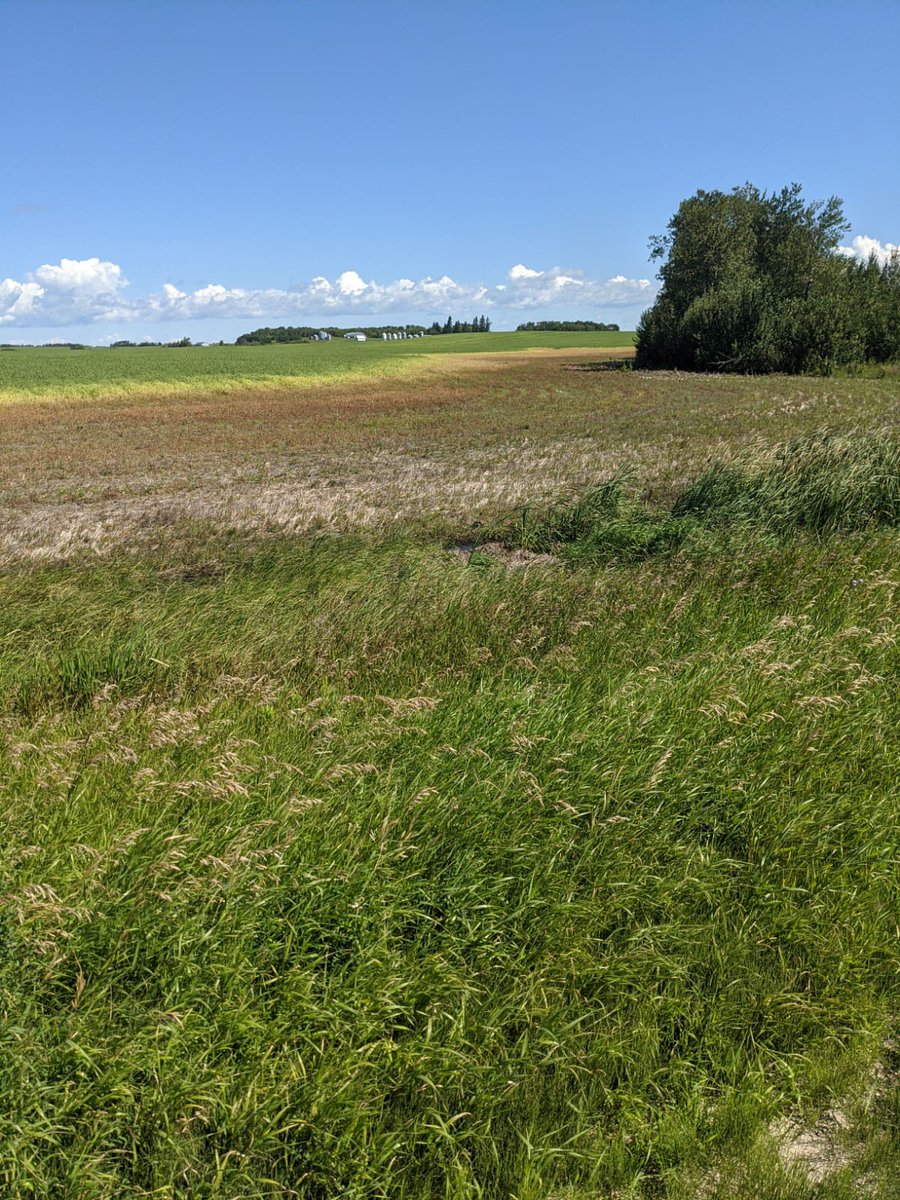GrainFoxApp's tweet photo. #Peas in Newdale, #Manitoba. @CraigFarmlink sees the impact flooding has had on the crop – you can see how high the water was.

Looking at 75 bpa, but then a 15% reduction for drown-out land, leaving it at about 58-64 bpa. #MBag #CropTour20 #FLCropTour20 #FLintheField https://t.co/jn1lOXUOaF