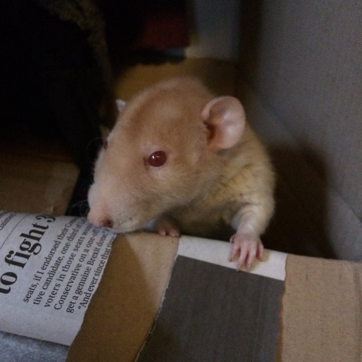 Hi everyone, Shrub here. The hooman hasn’t posted on here for ages because sadly a few weeks ago Rufus passed over the rainbow bridge. I only knew Uncle Rufus for a few months,  but he was one of a kind! He lived to the grand old age of 2 years 11 months. Rest in peace Rufus!