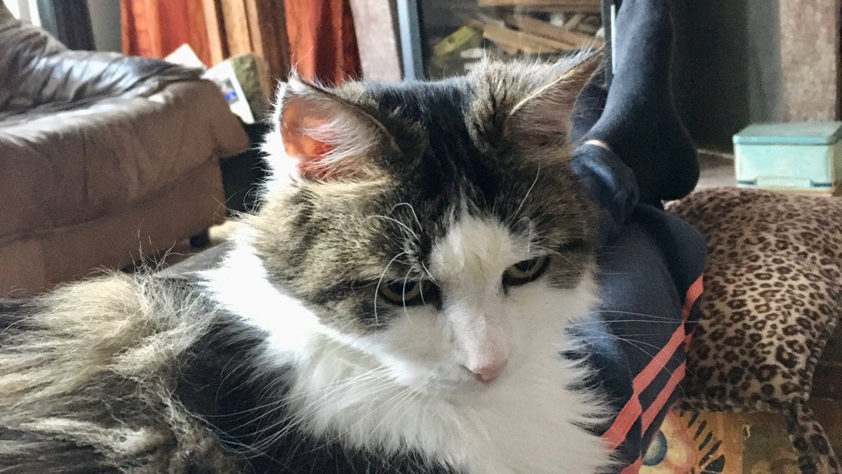 Bubbel van twee 🥰 #kattenspam