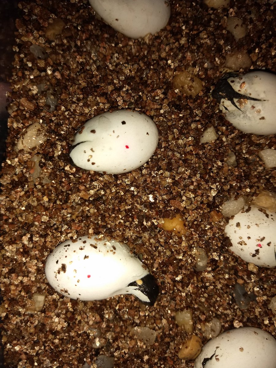 Number 5 pipped during yoga class and number 6 an hour ago. The whole clutch is hatching! Also, I am getting nothing else done today. #paintedturtle