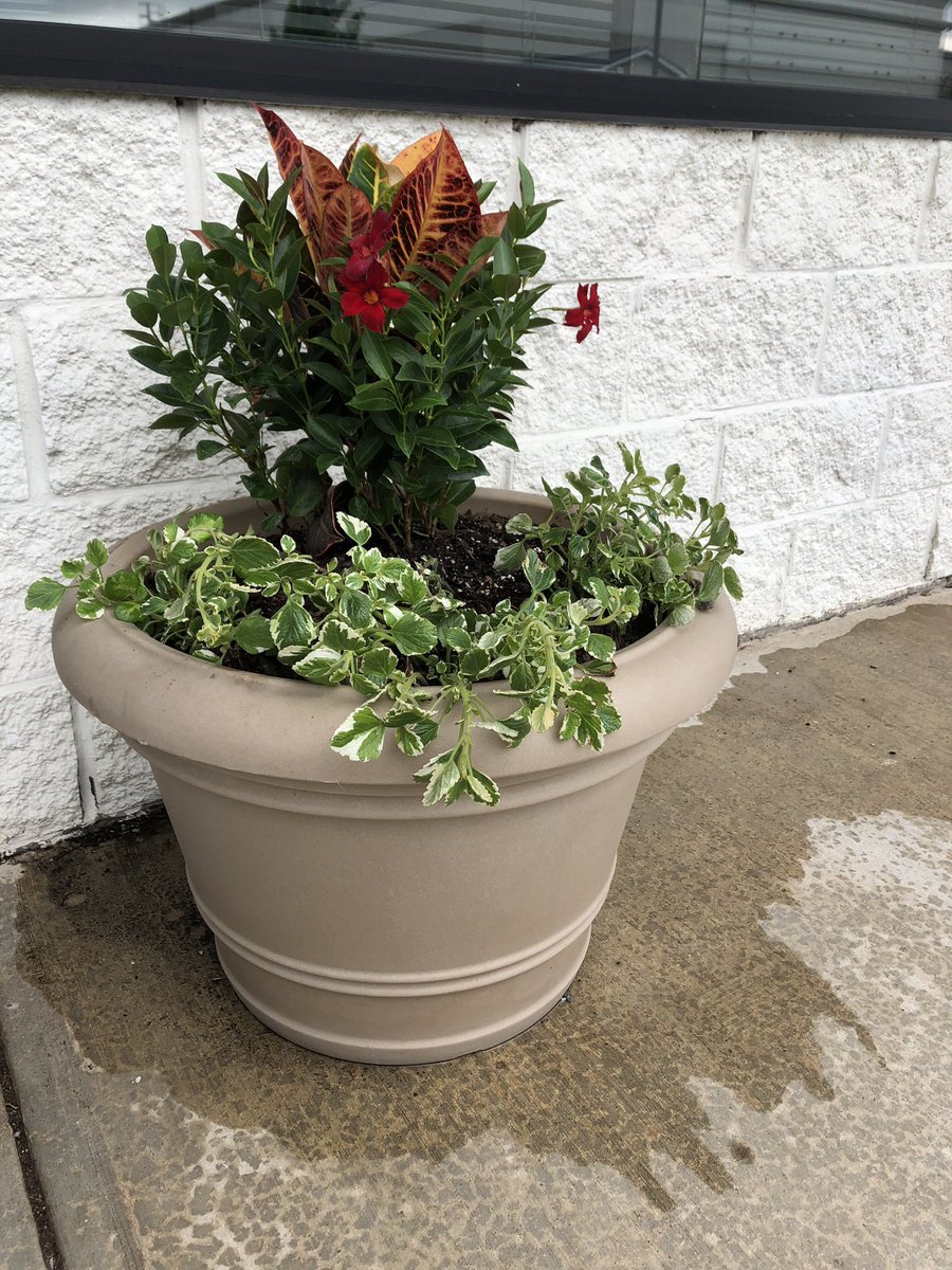 silikon_tech's tweet photo. Our entry flowers enjoying the sun! ☀️ #SiliconeSolutions #Critical2Life #SiliconeMedicalDevice #SiliconeMedicalDisposable https://t.co/5TZTH7578R