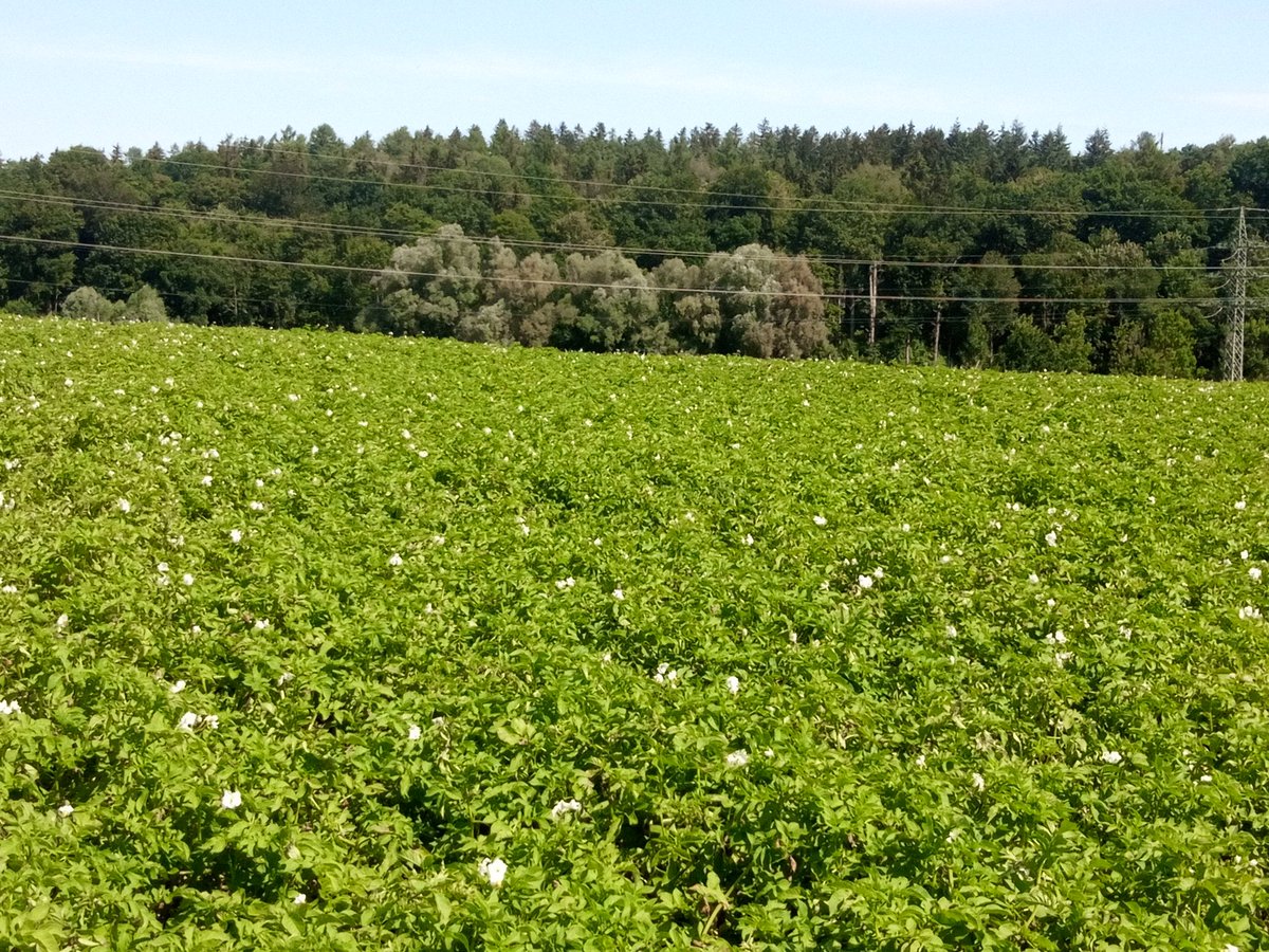 EvoMPMI's tweet photo. Phytophtora infestans, the plant destroyer. 
TUM potato field, not treated with fungicides. Picture1:  two weeks ago, Picture 2: two days ago. https://t.co/showtHYTMQ