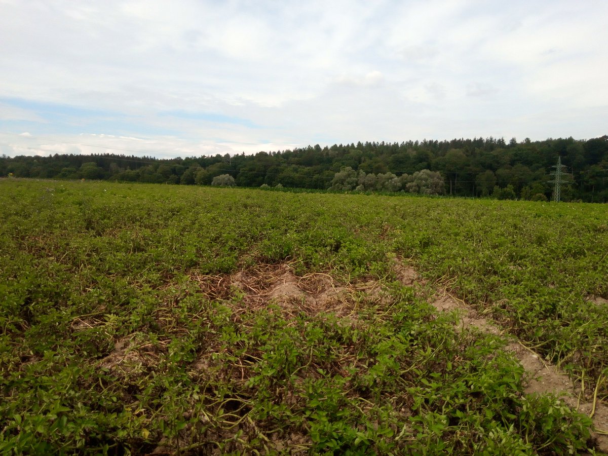 EvoMPMI's tweet photo. Phytophtora infestans, the plant destroyer. 
TUM potato field, not treated with fungicides. Picture1:  two weeks ago, Picture 2: two days ago. https://t.co/showtHYTMQ