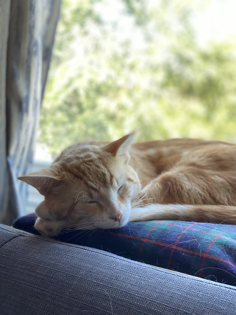 I’m trying to be productive but his cuteness keeps distracting me 🥺