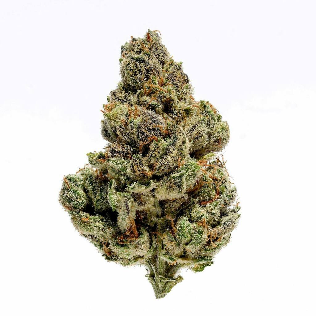EmberzBrand's tweet photo. What Fire Society strain would you guys like us to release next ? #LightUpYourDay #FollowTheFly #Muzeum #Emberz #CuratedCollective #TheFireSociety #JokesUpExotic #SourWaves https://t.co/ygKhVqsgHY https://t.co/EiMj30G8SR