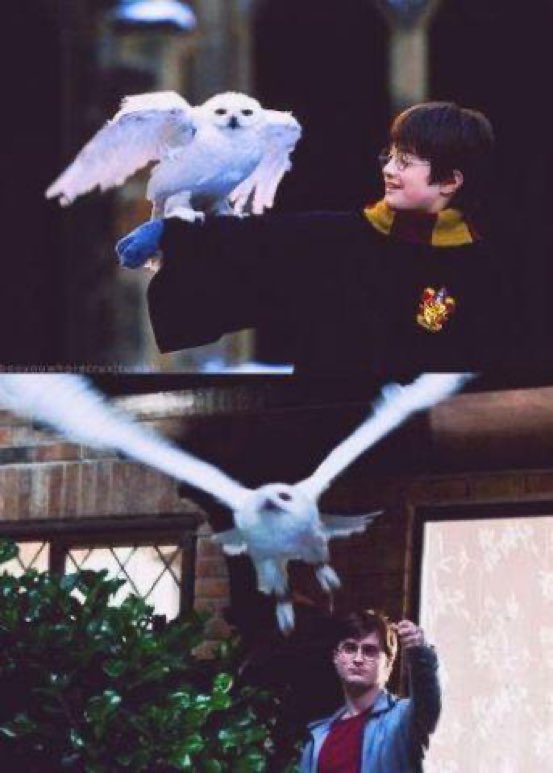 Harry_Potter_TM's tweet photo. Hace hoy 29 años, Hedwig perdía la vida en la batalla con los mortífagos sobre Little Whinging. https://t.co/N8NLSOGI1E