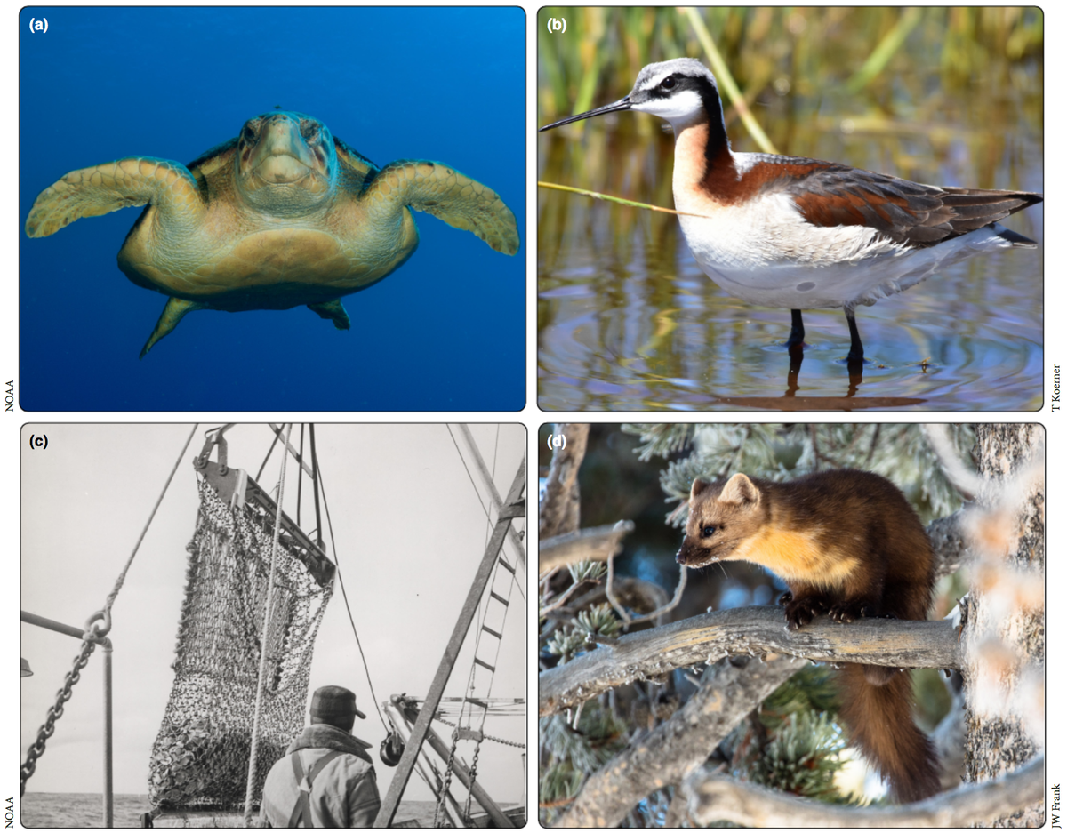 Will Oestreich (@willoestreich) on Twitter photo Our comparative review of marine & terrestrial dynamic management for highly-mobile species & habitats is out today (open access) in <a href="/ESA_org/">Ecological Society</a>'s <a href="/ESAFrontiers/">ESA Frontiers</a>! Only possible via collaboration with <a href="/milliechapma/">Millie Chapman</a> & Larry Crowder. esajournals.onlinelibrary.wiley.com/doi/epdf/10.10… <a href="/ESPM_Berkeley/">Berkeley Environmental Science, Policy & Mngmt</a> <a href="/HopkinsMarine/">Hopkins Marine Station Stanford University</a> Our comparative review of marine & terrestrial dynamic management for highly-mobile species & habitats is out today (open access) in <a href="/ESA_org/">Ecological Society</a>'s <a href="/ESAFrontiers/">ESA Frontiers</a>! Only possible via collaboration with <a href="/milliechapma/">Millie Chapman</a> & Larry Crowder. esajournals.onlinelibrary.wiley.com/doi/epdf/10.10… <a href="/ESPM_Berkeley/">Berkeley Environmental Science, Policy & Mngmt</a> <a href="/HopkinsMarine/">Hopkins Marine Station Stanford University</a>