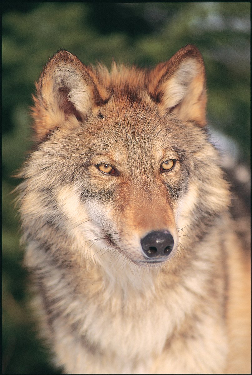 LonePineBooks's tweet photo. The Grey Wolf (sometimes known as the Timber Wolf) can be found throughout North America. Ultimate team players, wolves are known to hunt in packs to take down prey much larger than a single wolf could handle on its own. #wildlifephotography #nature https://t.co/A6gjejE9yf