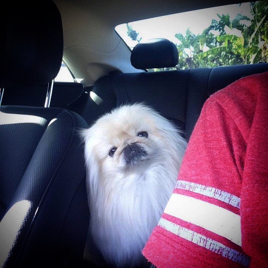 LilCaliGurl's tweet photo. Talk about #MondyBlues dis looks suspishally like de #vetsoffice! #lookofbetrayal #mynervousface Wait-n to be called in ๐ณ
.
.
#caligurl #throughadogseyes #pekingese #dogslife #doglife #youcantbeserious #vet #letsgoforaride #ihatethevets #pleasetakemebackhome #dogtor https://t.co/VuDeWjeLkY