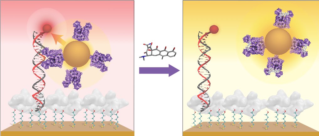 Mark G. (@grinstaff) on Twitter photo Congratulations to <a href="/Mingfu_Chen/">Mingfu Chen, PhD</a> & team of talented co-authors who described a surface-bound biosensor platform to quantitatively detect antibiotics in vitro by leveraging transcription factors. doi.org/10.1002/adhm.2… <a href="/BUexperts/">BU Experts</a> <a href="/BUCollegeofENG/">BU Engineering</a> <a href="/BUgradBME/">BU BME Grad Students</a> Congratulations to <a href="/Mingfu_Chen/">Mingfu Chen, PhD</a> & team of talented co-authors who described a surface-bound biosensor platform to quantitatively detect antibiotics in vitro by leveraging transcription factors. doi.org/10.1002/adhm.2… <a href="/BUexperts/">BU Experts</a> <a href="/BUCollegeofENG/">BU Engineering</a> <a href="/BUgradBME/">BU BME Grad Students</a>