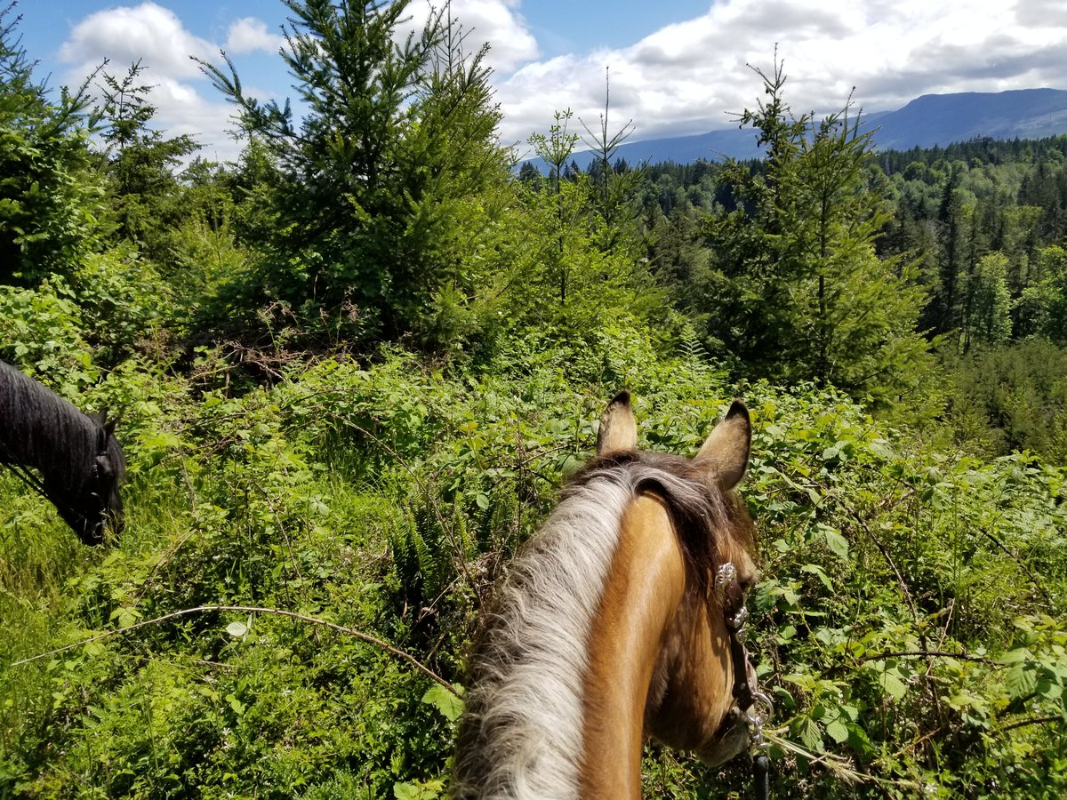 #MyBCStaycation  Horseback riding in the back country on Vancouver Island
