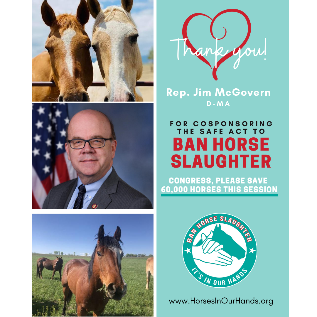 HorsesInOurHand's tweet photo. Have you called your legislator today urging support for the #SAFEAct? The #IOHAF DC team just had a good call with @RepMcGovern who supports the effort to #EndHorseSlaughter. Visit our website to send a letter right now! #Yes2SAFE #BanHorseSlaughter https://t.co/rTuRvTdmzA https://t.co/XF0CwFNlUJ