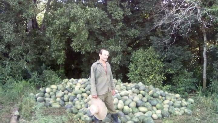 iva345pea4323tr's tweet photo. En Pontezuelo, municipio ,Cueto, Holguín, este campesino se le está pudriendo la cosecha d melones esperando por Acopio, ya no hay ferias, y si se arriesga y los vende, ya saben lo q le pasa, ésto será culpa de Trump del "bloqueo"?? Hasta cuándo?? ABAJO el Castrismo coño!!! https://t.co/RVWOuNBzrI