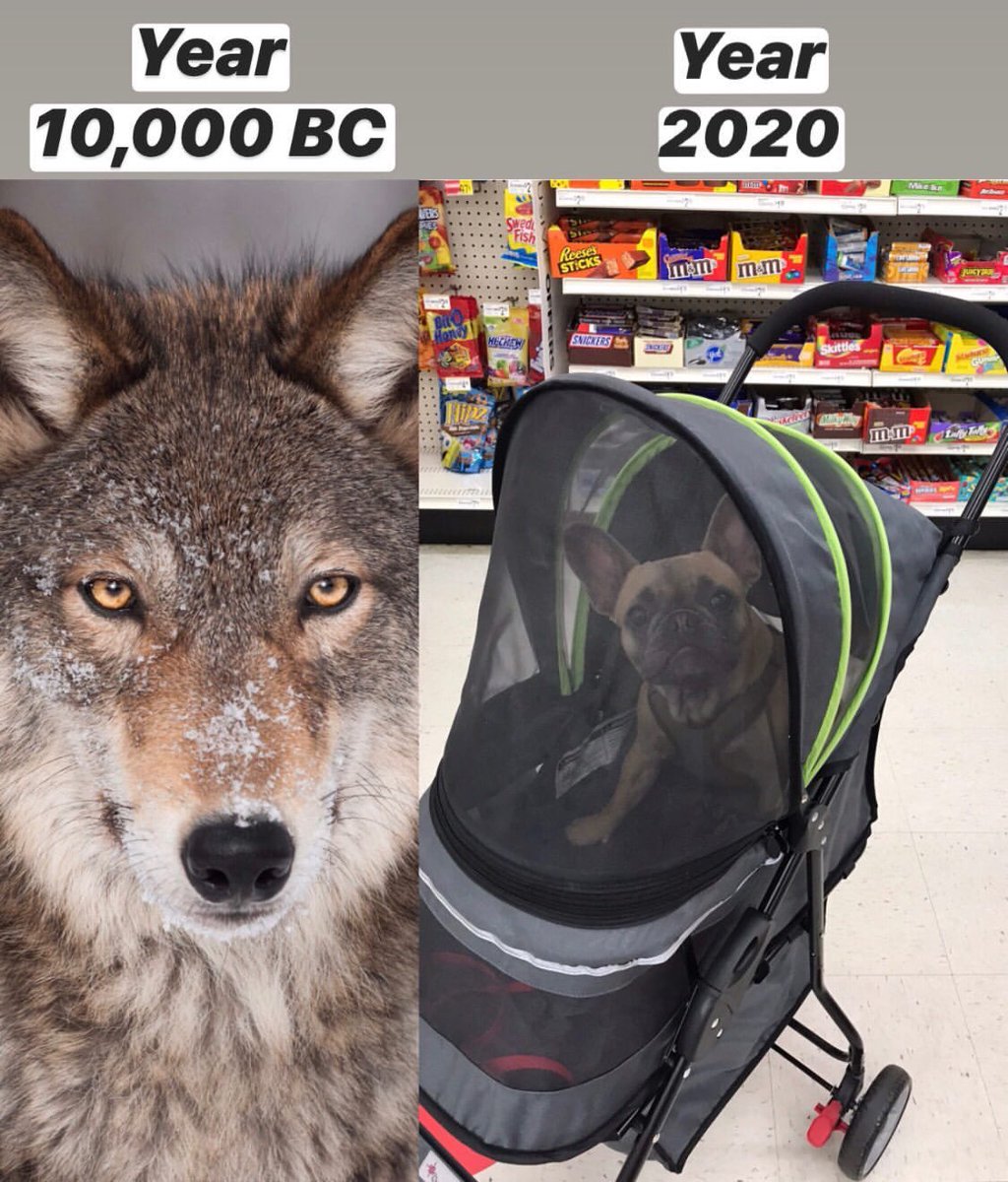 OldRowPups's tweet photo. The evolution of dog https://t.co/z1O2CZOSgB