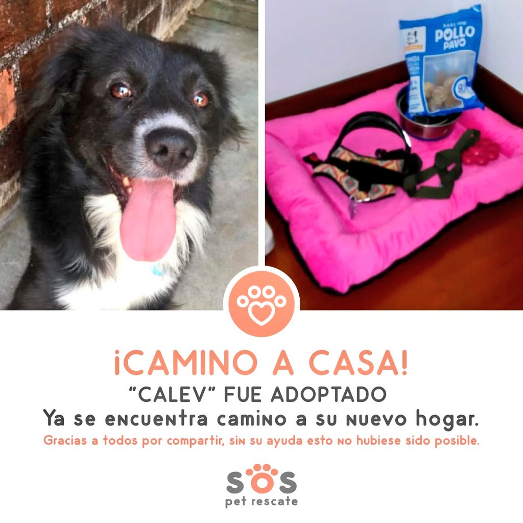 incondic_peru's tweet photo. #ADOPTADO!🌟💕🌈😊
Esta historia empezó en el 2018 y jamás perdimos la esperanza de encontrar un buen hogar para #Calev.
Estamos muy felices y agradecidos con la señora Cecilia Gallegos y con su familia por darle la oportunidad al perrito de tener un hogar.
#AdoptarSalvaVidas https://t.co/0jH5XOmwXn
