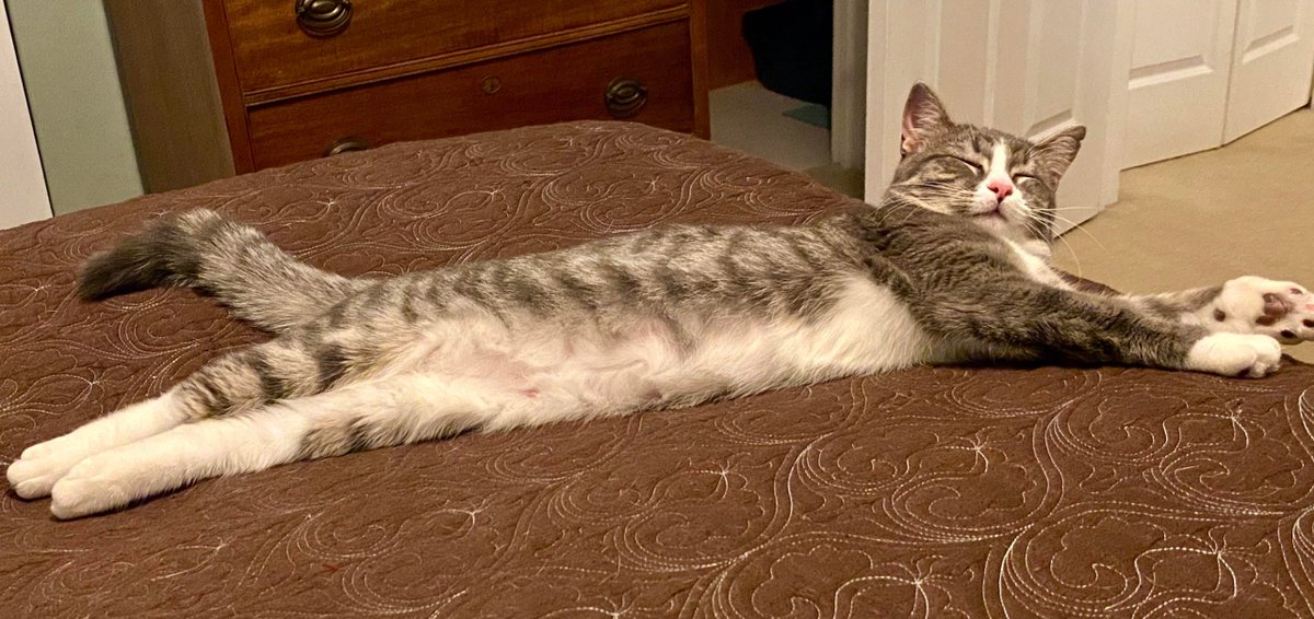 MeowMoeDotCom's tweet photo. My #Loooong #Girl
#Cats #Cat #Kittens #Kitten #Kitty #Pets #Pet #Meow #Moe #CuteCats #CuteCat #CuteKittens #CuteKitten #MeowMoe
https://t.co/CBRjOaHj9C https://t.co/44etAgYSrO