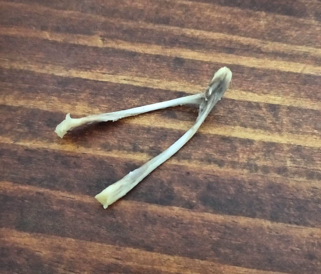 RetroFrecuencia's tweet photo. El hueso de los deseos, principalmente en los países anglosajones donde existe la tradición de que dos personas tiren simultáneamente de los dos extremos de este hueso, de un pollo o pavo, hasta romperlo y se cree que se le cumple un deseo al que se quede con el trozo mayor. https://t.co/DVDjQzcIPO