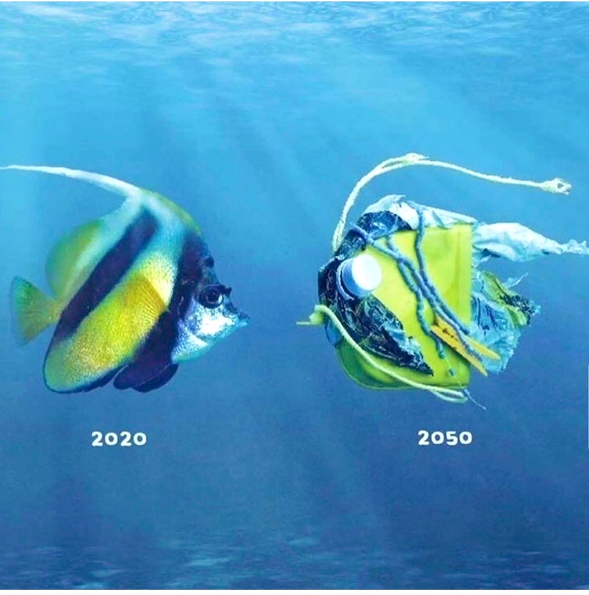 sjhauthor's tweet photo. In 2050 there will be more plastic than fish! #PlasticFreeJuly #plasticpollution #plastics #plasticwave #plasticwaste https://t.co/BLEU00gVmJ