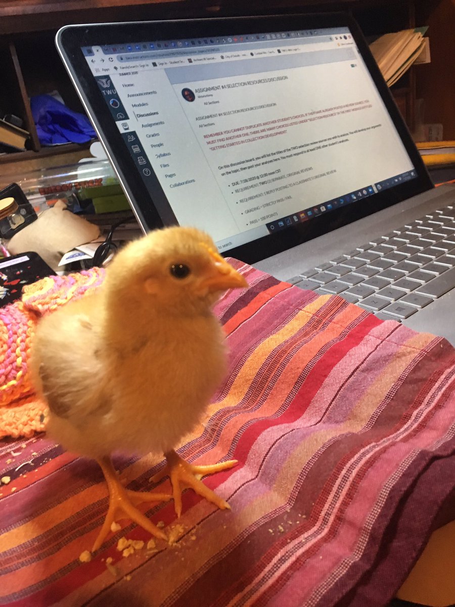 CircdeskCircus's tweet photo. Today I learned: chicks will peck at the cursor while you do computer-based homework, but their beaks don’t affect the touchscreen. #chick #gradschool #strangesummer https://t.co/L1vuNNv6JM