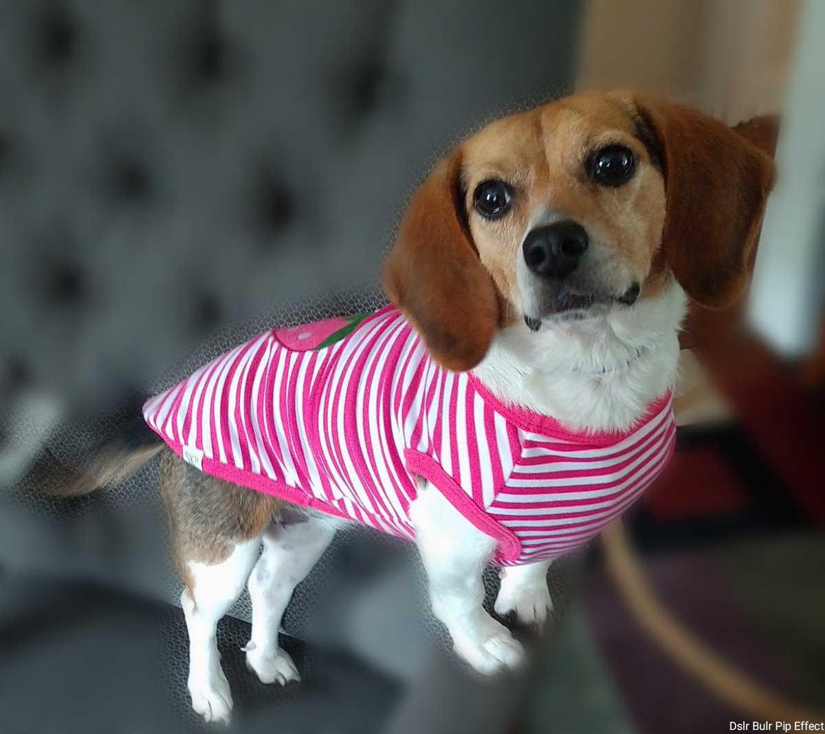 Do you think I look pretty in pink?
Luv Jumper Jane ❤️❤️#jumperjane #rescue #AdoptDontShop #SaveALife #BeKind #BeKindAlways