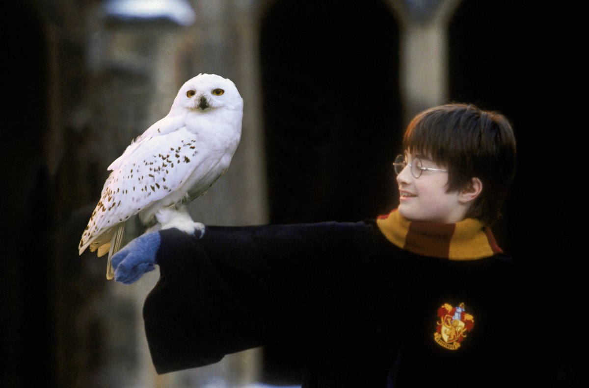 HPotterUniverse's tweet image. RT if you're still not over Hedwig's death.

#RIPHedwig