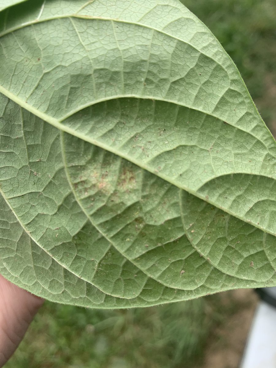 Char_Elliott20's tweet photo. We canβt seem to catch a break with insects this year during this hot, dry summer. Was finding spider mites at threshold in the headlands of this #ediblebean field. Time to torch them with some Cygon πͺπ» Also found a #wbc egg mass in plain sight. #scout20 @FMCAgCanada https://t.co/7TetESbuQH