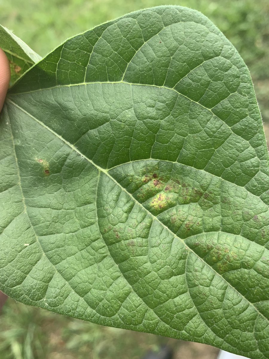Char_Elliott20's tweet photo. We canβt seem to catch a break with insects this year during this hot, dry summer. Was finding spider mites at threshold in the headlands of this #ediblebean field. Time to torch them with some Cygon πͺπ» Also found a #wbc egg mass in plain sight. #scout20 @FMCAgCanada https://t.co/7TetESbuQH