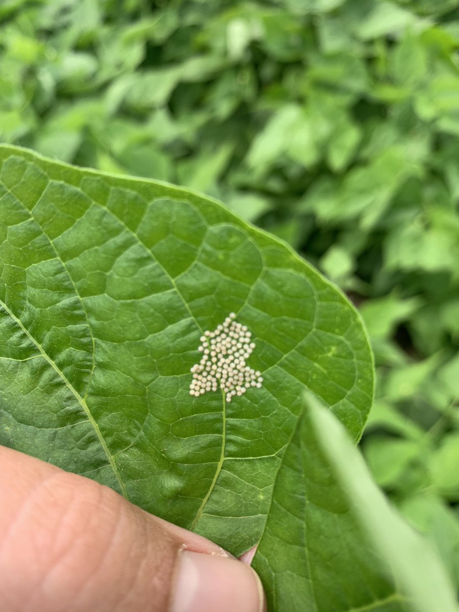 Char_Elliott20's tweet photo. We canβt seem to catch a break with insects this year during this hot, dry summer. Was finding spider mites at threshold in the headlands of this #ediblebean field. Time to torch them with some Cygon πͺπ» Also found a #wbc egg mass in plain sight. #scout20 @FMCAgCanada https://t.co/7TetESbuQH