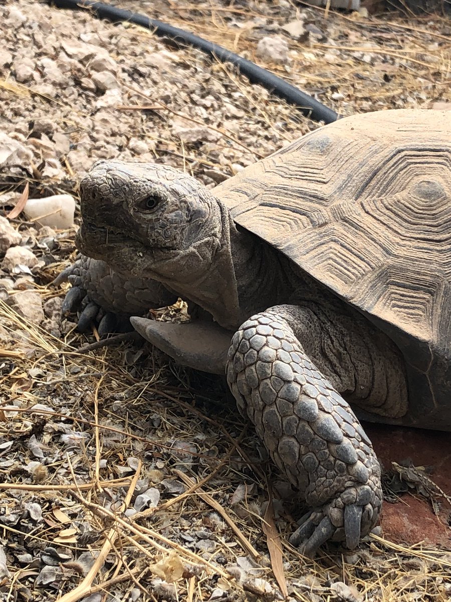 Sergio_concolor's tweet photo. This is #TobyTheTortoise 🐢 A #SonoranDesert #tortoise adopted in 2016 🌵 He is active above ground from July to October, loves cactus fruit, wild flowers &amp; kale 🌼🌿 To see more follow #Tobychronicles on IG #Gopherus https://t.co/W0nvJ091d8